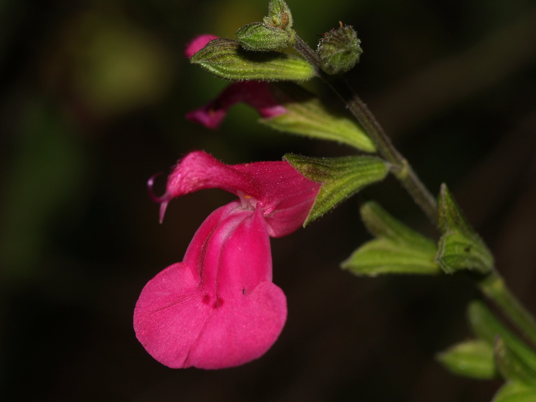Salvia microphylla